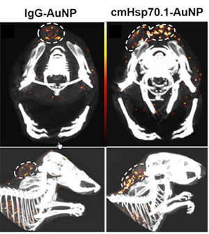 Gold Nanoparticle CT Image