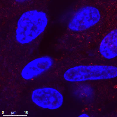 Confocal Image of Nanopartz Gold Nanorods